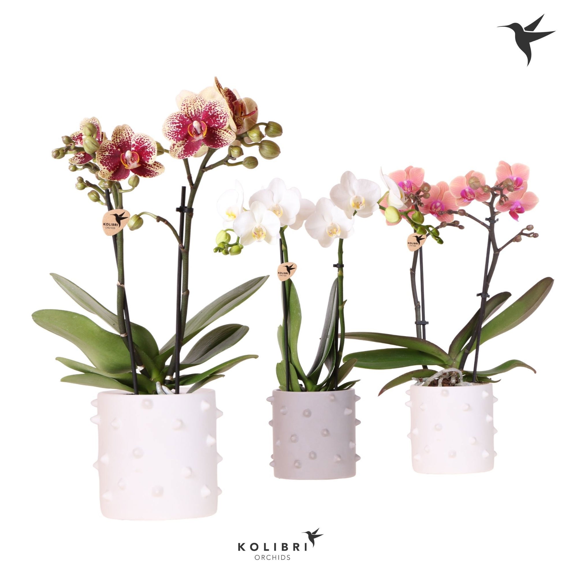Kolibri Orchids Phalaenopsis mix 2 spike in Spike pot mix 40cm 9cm Pot