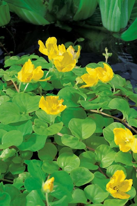 Waterplkw R. Moerings Lysimachia nummularia Aurea Pack of 3