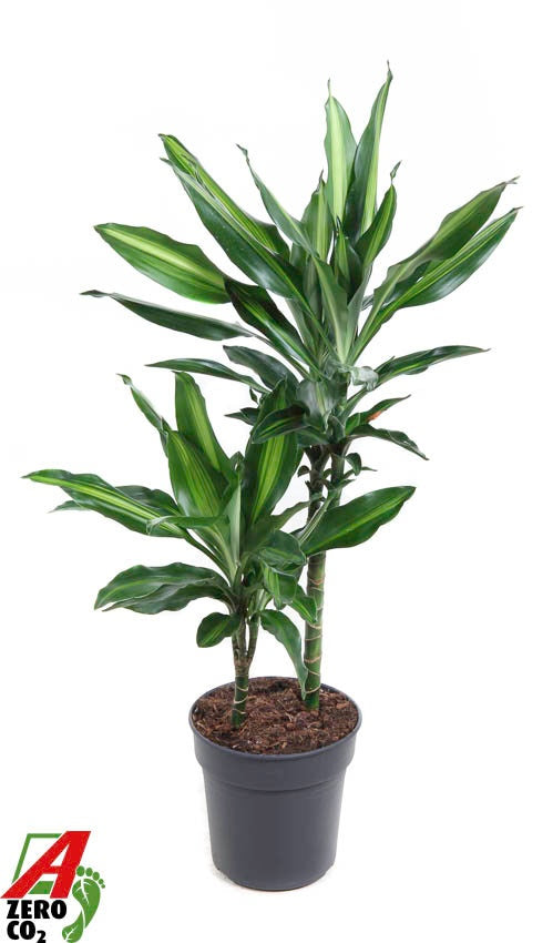 Dracaena fragrans Cintho 70cm 19cm Pot