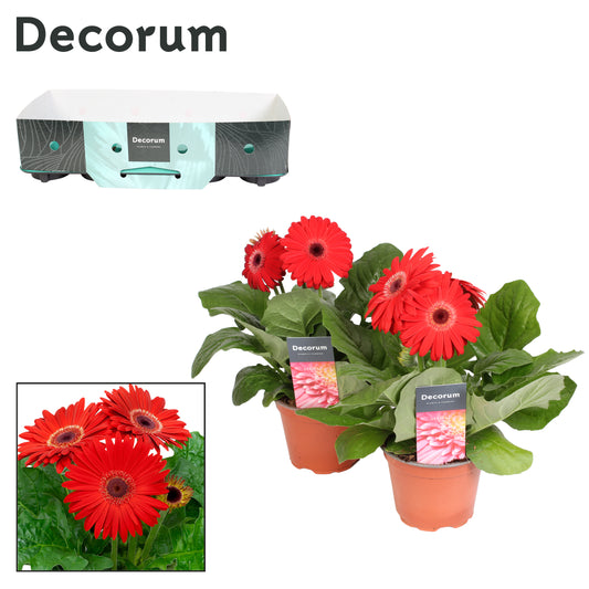 Gerbera Flori Line red 22cm 12cm Pot