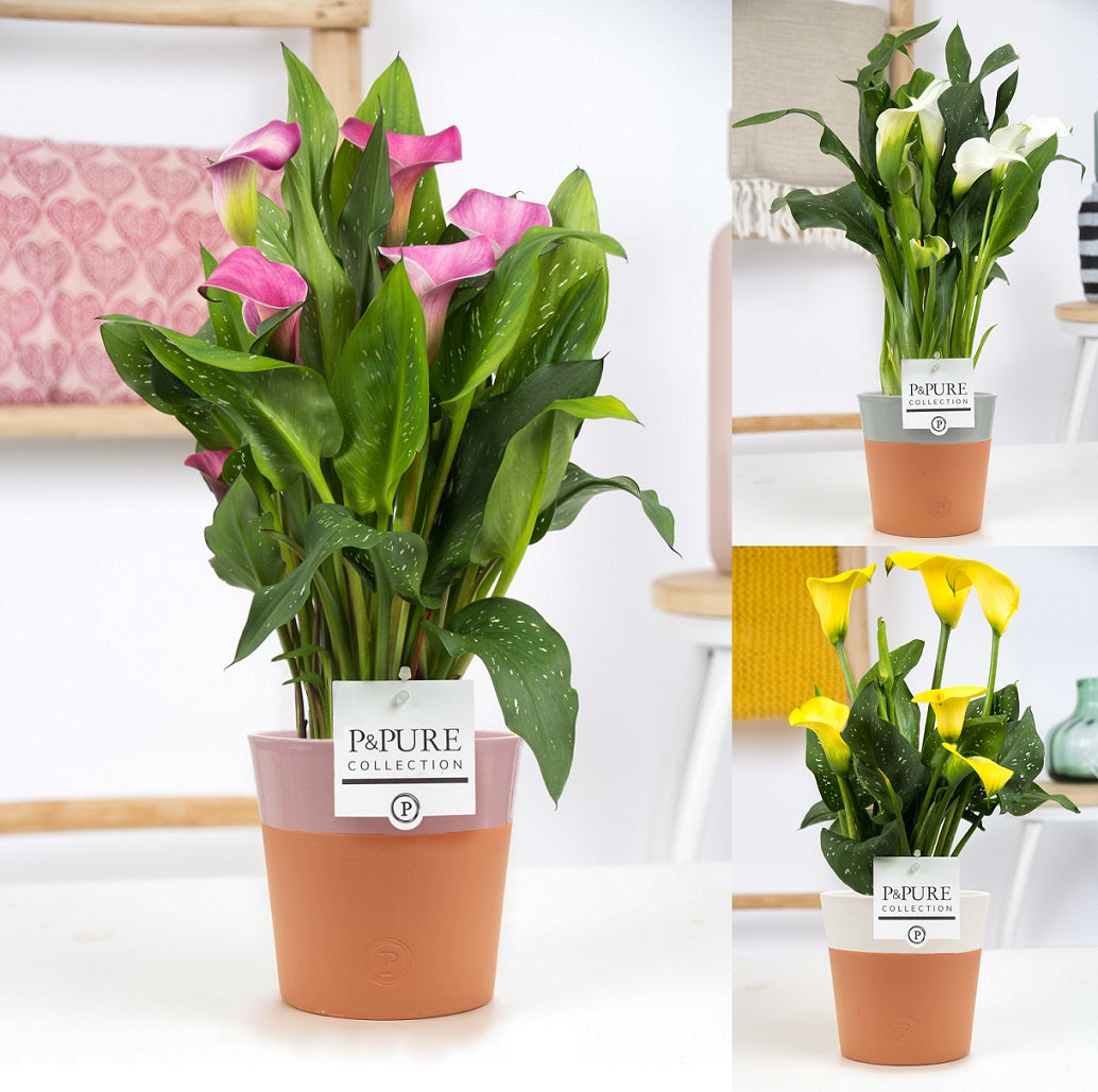 Zantedeschia 40cm 12cm Pot