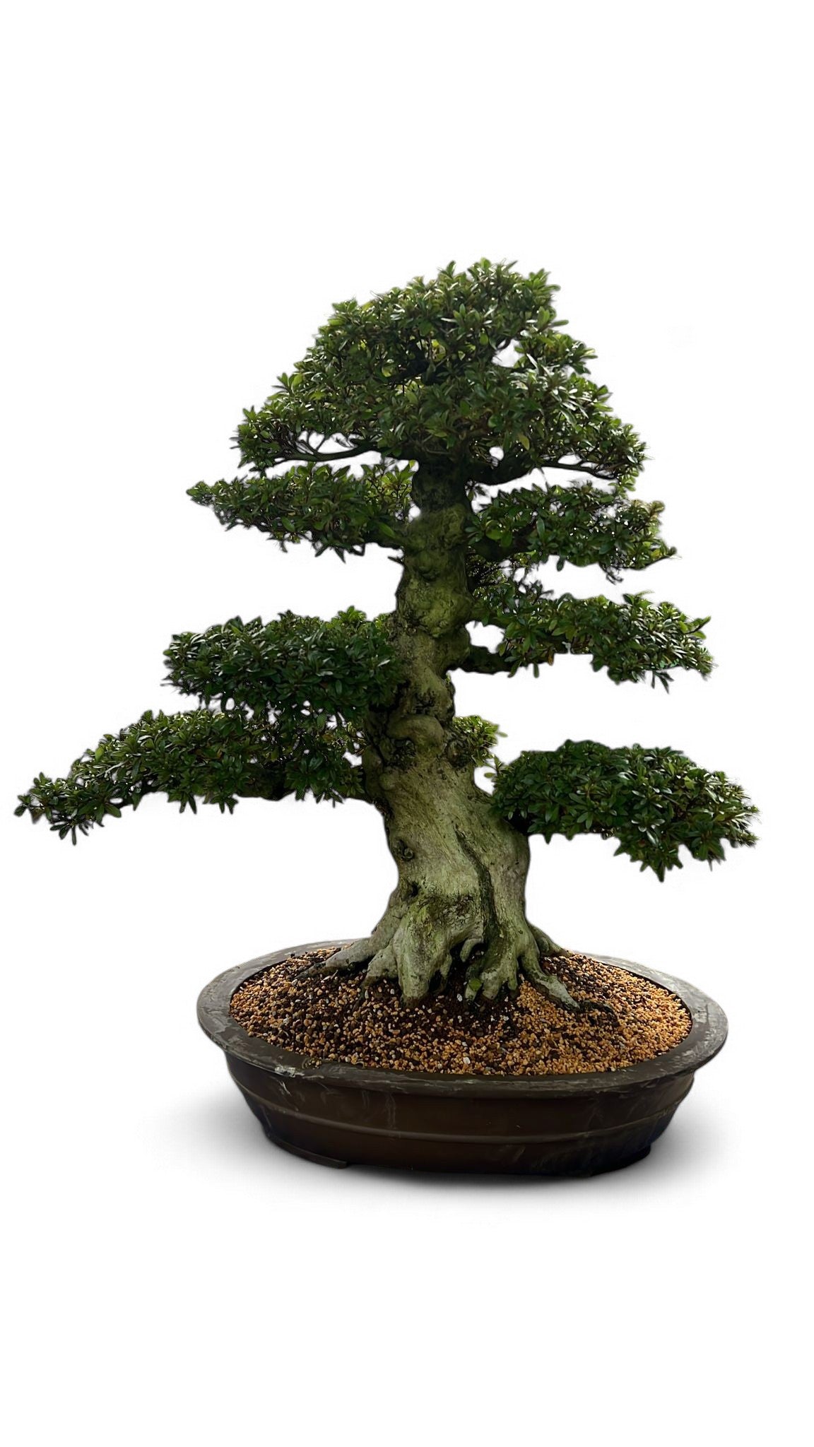 Bonsai Metasequoia Forest 80cm 60cm Pot