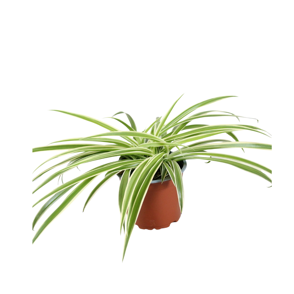 Chlorophytum laxum 30cm 12cm Pot