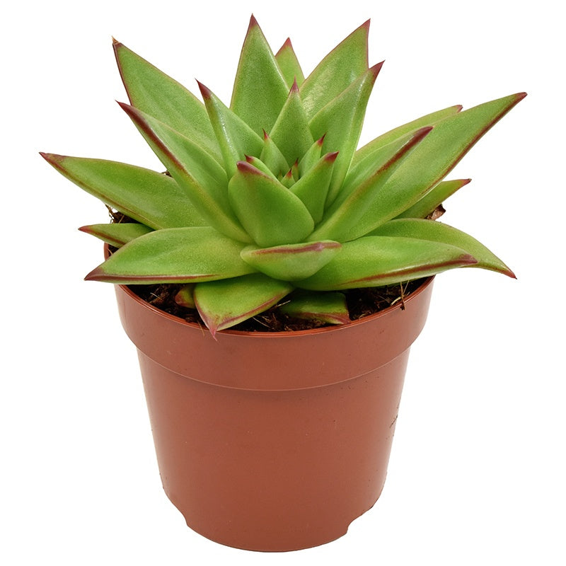 Echeveria agavoides Ebony 14cm 8.5cm Pot