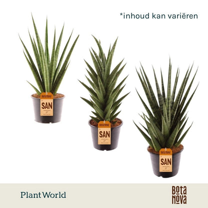 Sansevieria mix 30cm 14cm Pot
