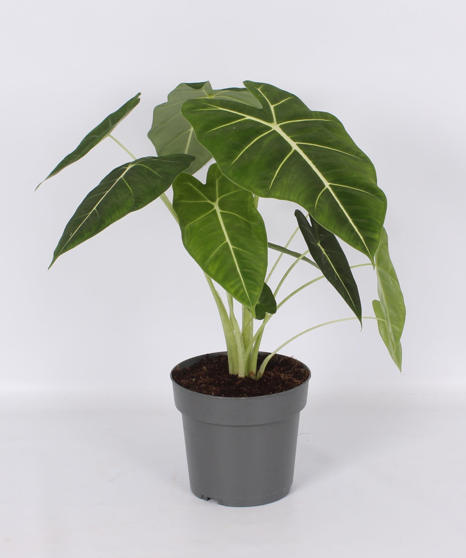 Alocasia amazonica 55cm 17cm Pot