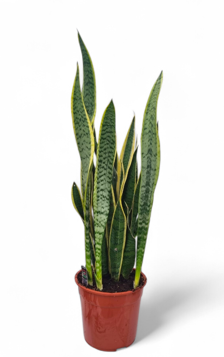 Sansevieria Laurentii 100cm 27cm Pot