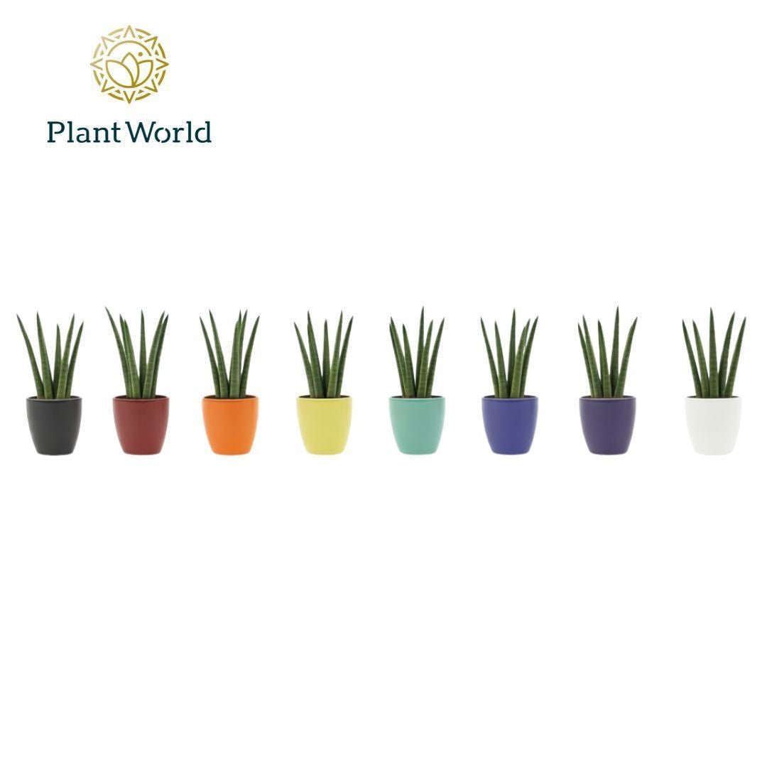 Sansevieria cylindrica 18cm 6cm Pot