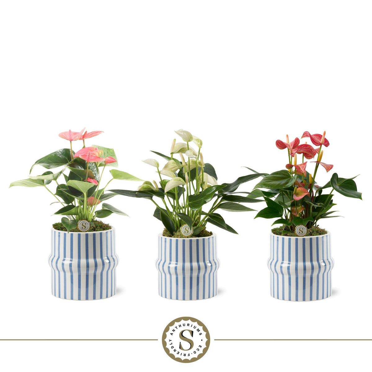 Anthurium mix 25cm 9cm Pot
