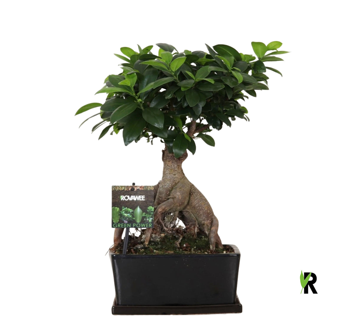 Ficus Ginseng 45cm 25cm Pot