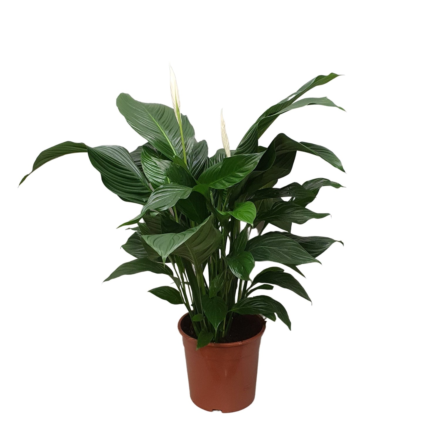 Spathiphyllum Sweet Silvana 100cm 24cm Pot