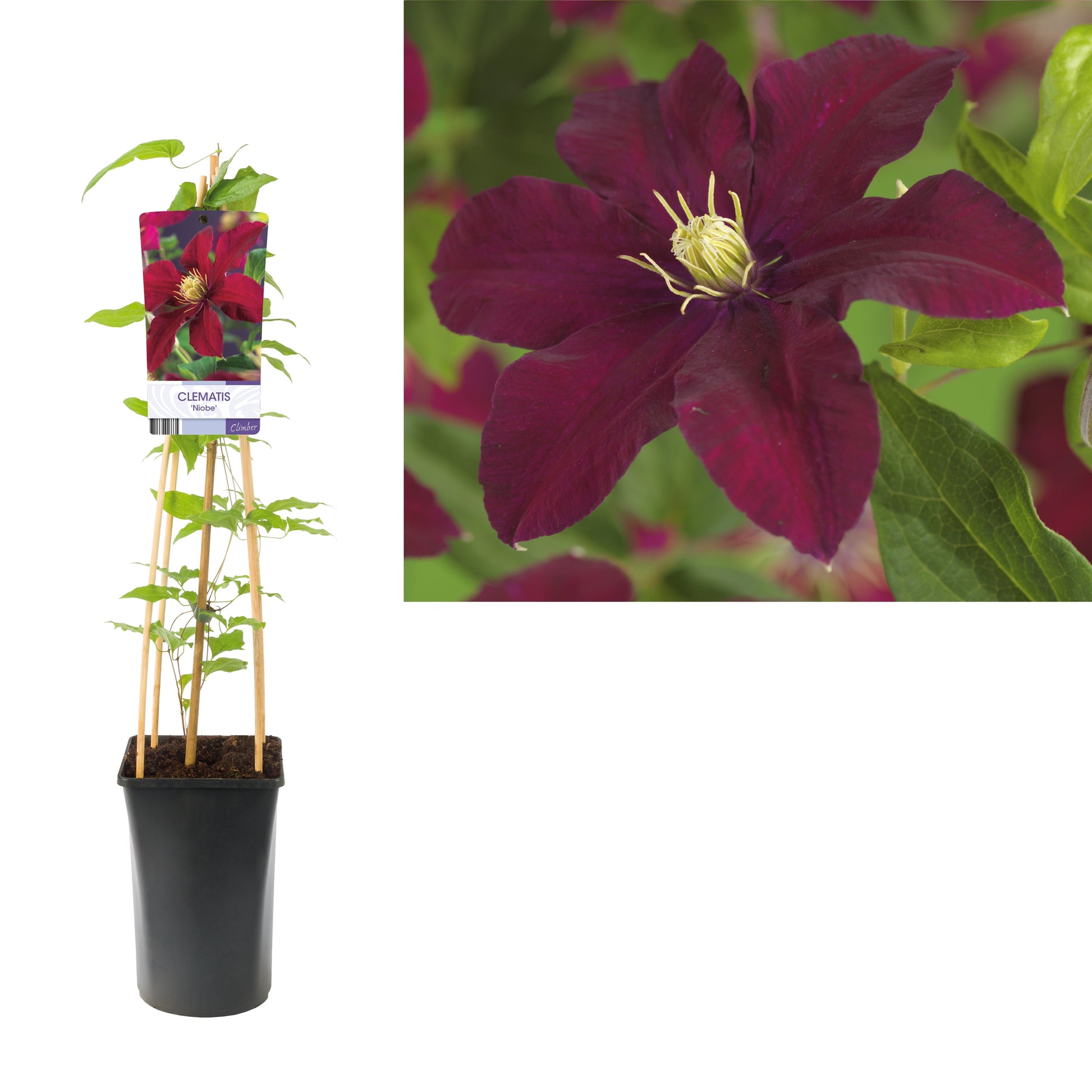Clematis Niobe 75cm 17cm Pot