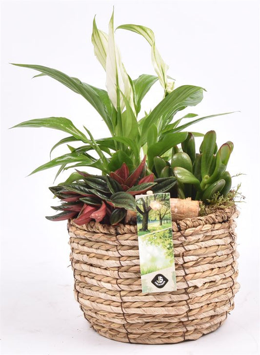 Indoor arrangement 16cm Pot
