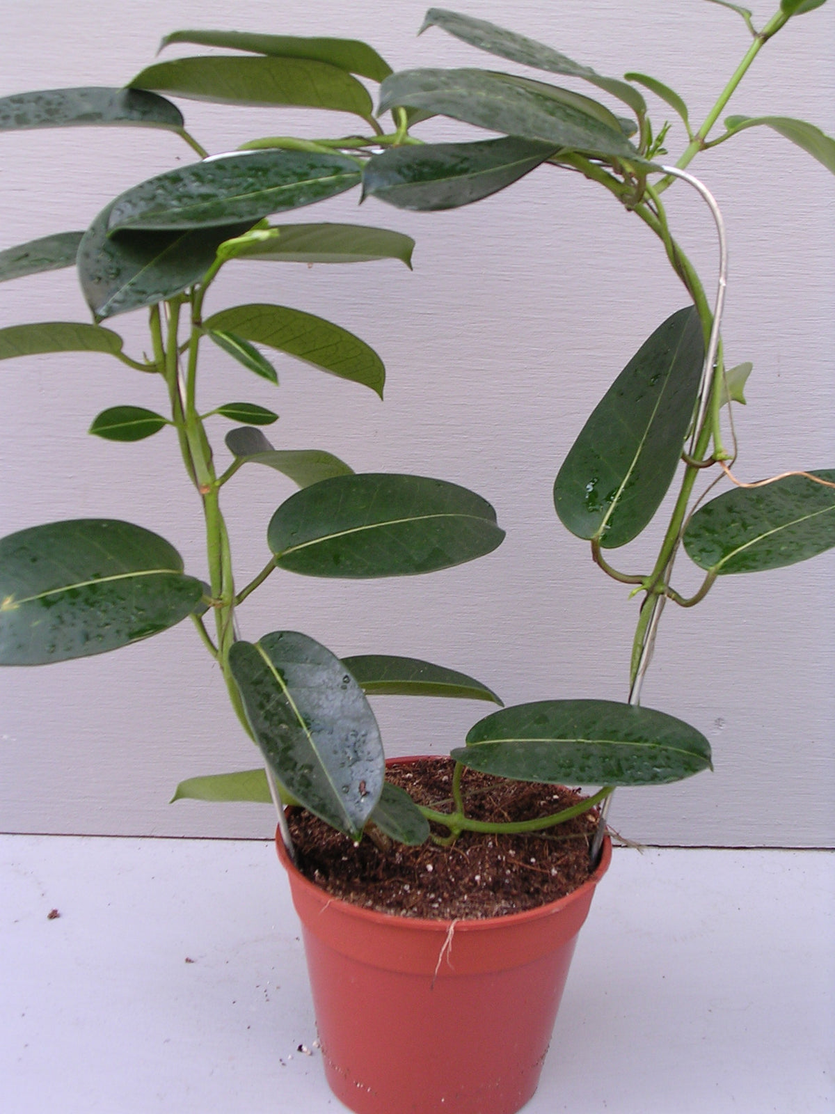 Stephanotis floribunda 50cm 12cm Pot