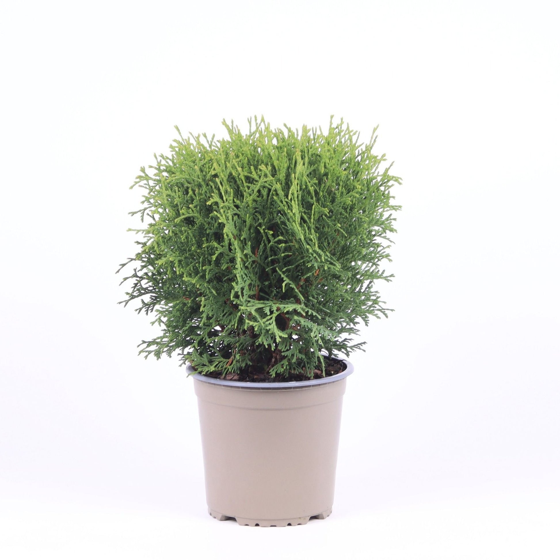 Thuja occidentalis Tiny Tim 40cm 15cm Pot