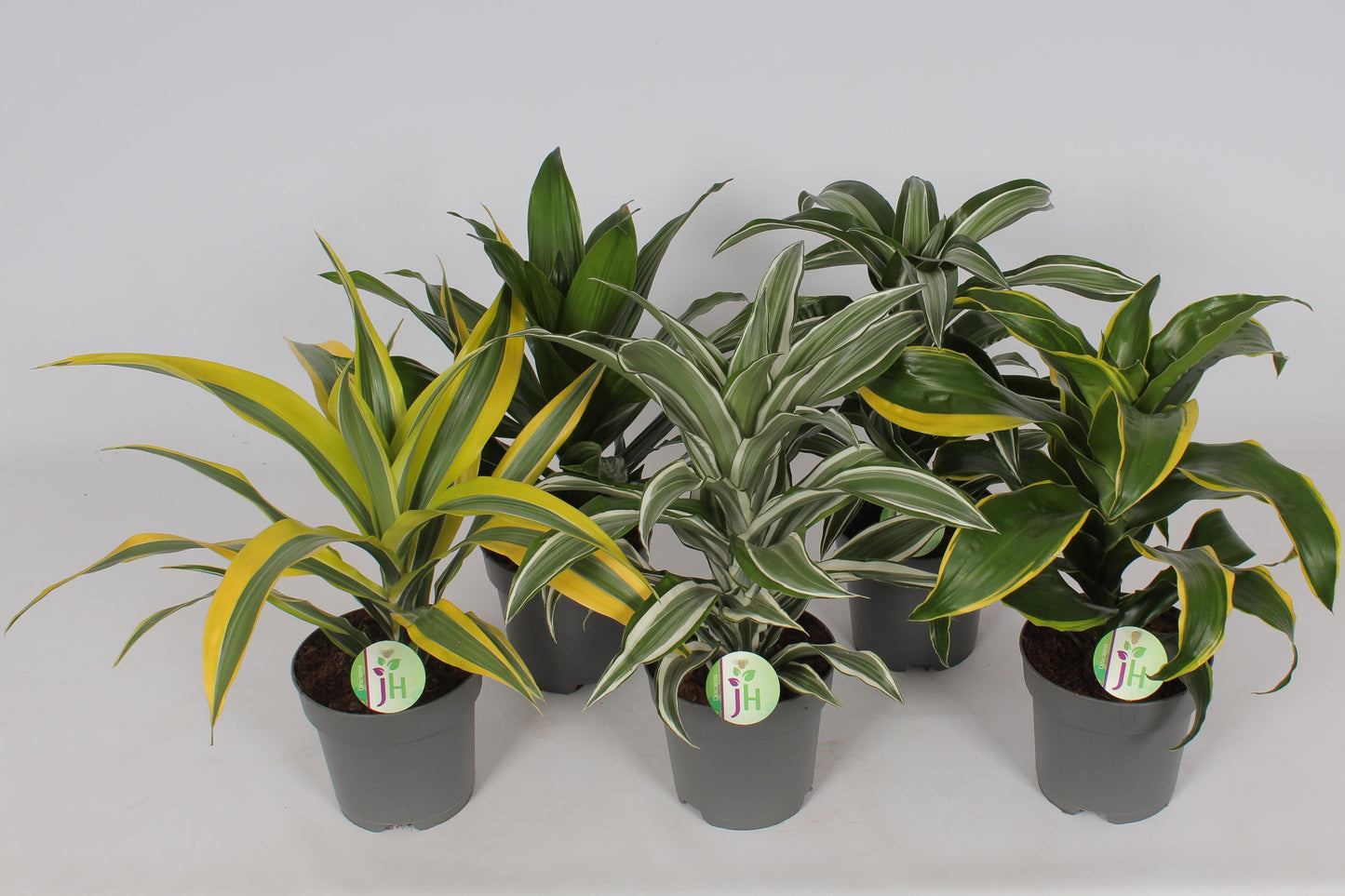 Heijnen Potplanten, J. Dracaena fragrans mix Pack of 6