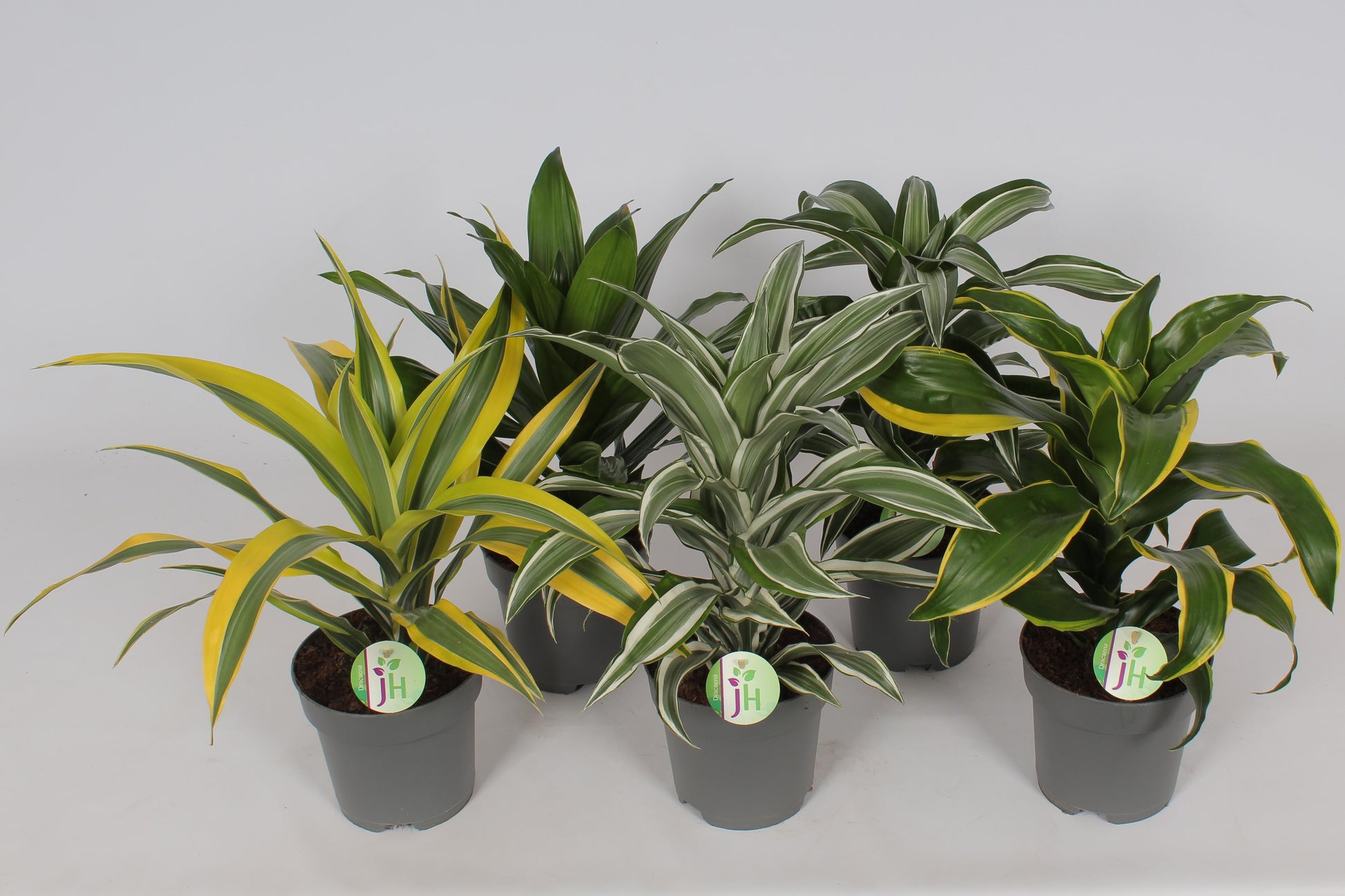 Heijnen Potplanten, J. Dracaena fragrans mix Pack of 6