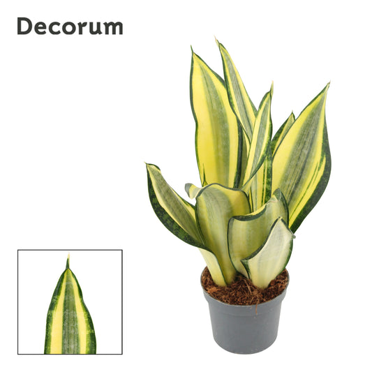 Sansevieria trifasciata 30cm 9cm Pot