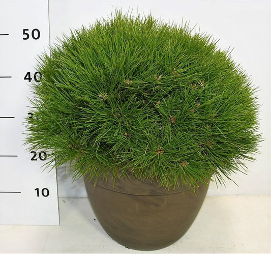 Pinus nigra Pierrick Bregeon 50cm 35cm Pot