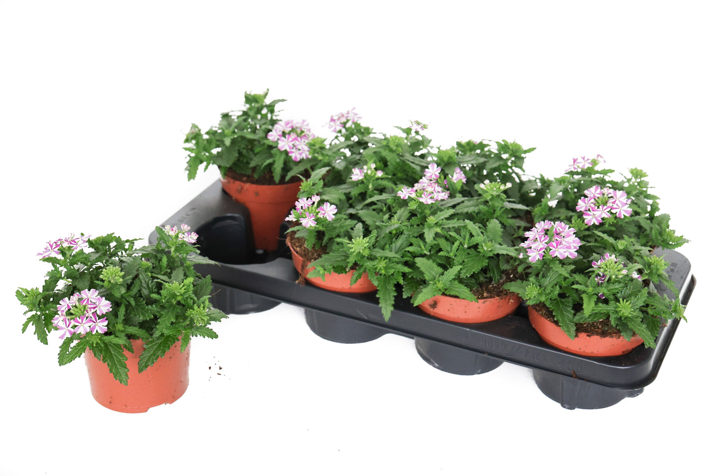 Verbena Drums Umbrella 18cm 13cm Pot