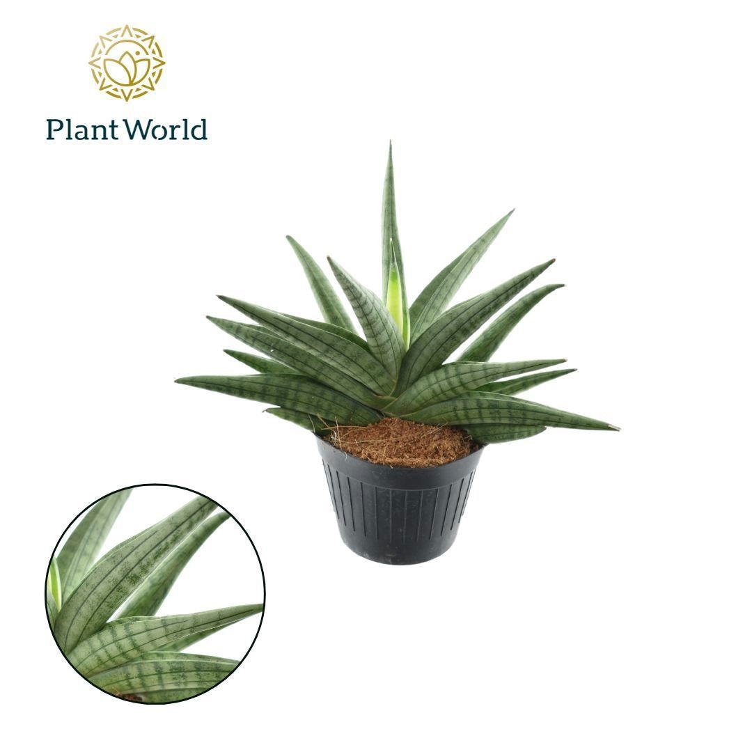 Sansevieria 20cm 10.5cm Pot
