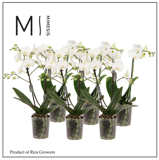 Phalaenopsis multiflora white 32cm 9cm Pot