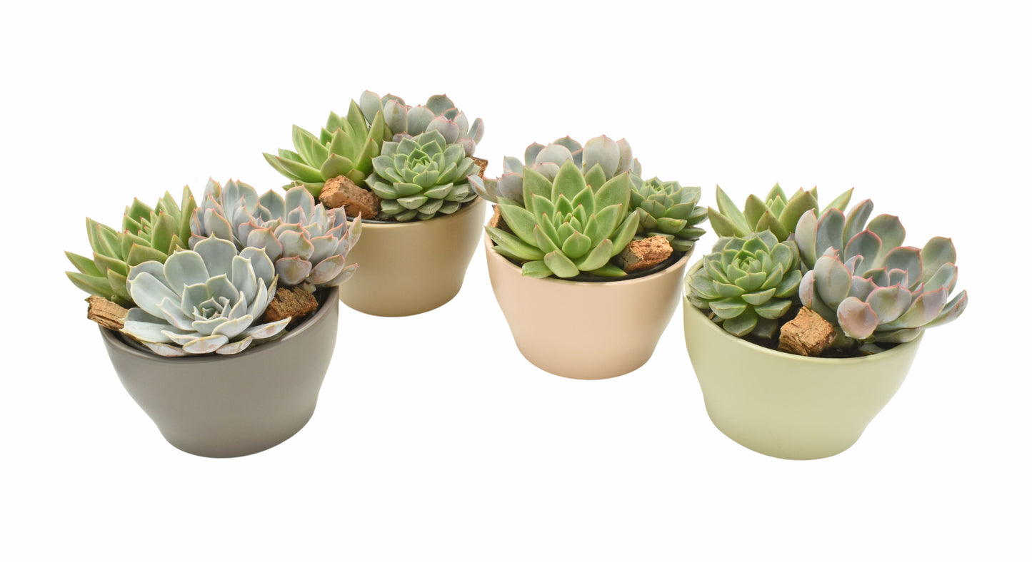 Succulent mix 13cm 15cm Pot