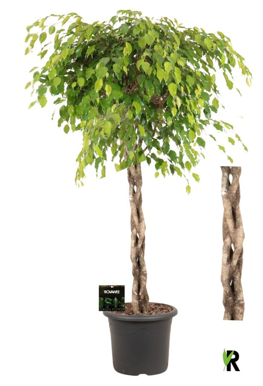 Ficus benj. Exotica 180cm 40cm Pot
