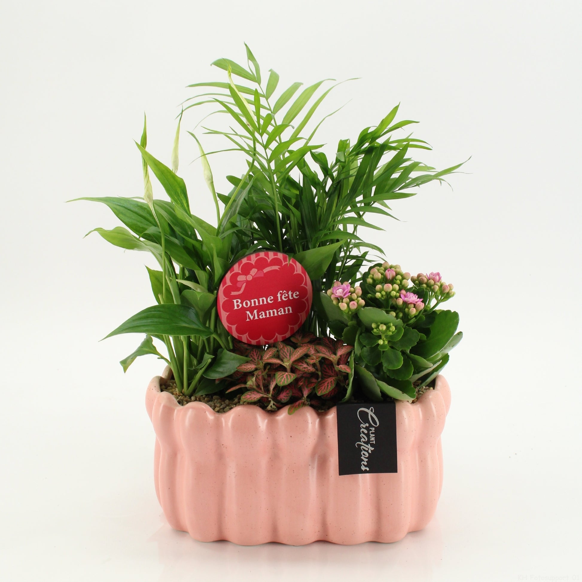 Indoor flowering arrangement 40cm 23cm Pot