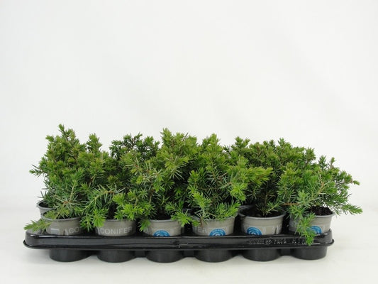 Juniperus conferta Blue Pacific 20cm 9cm Pot