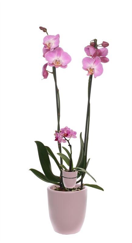 VG Orchids Phalaenopsis pink Pack of 6