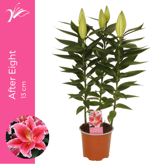 Lilium After Eight 38cm 13cm Pot