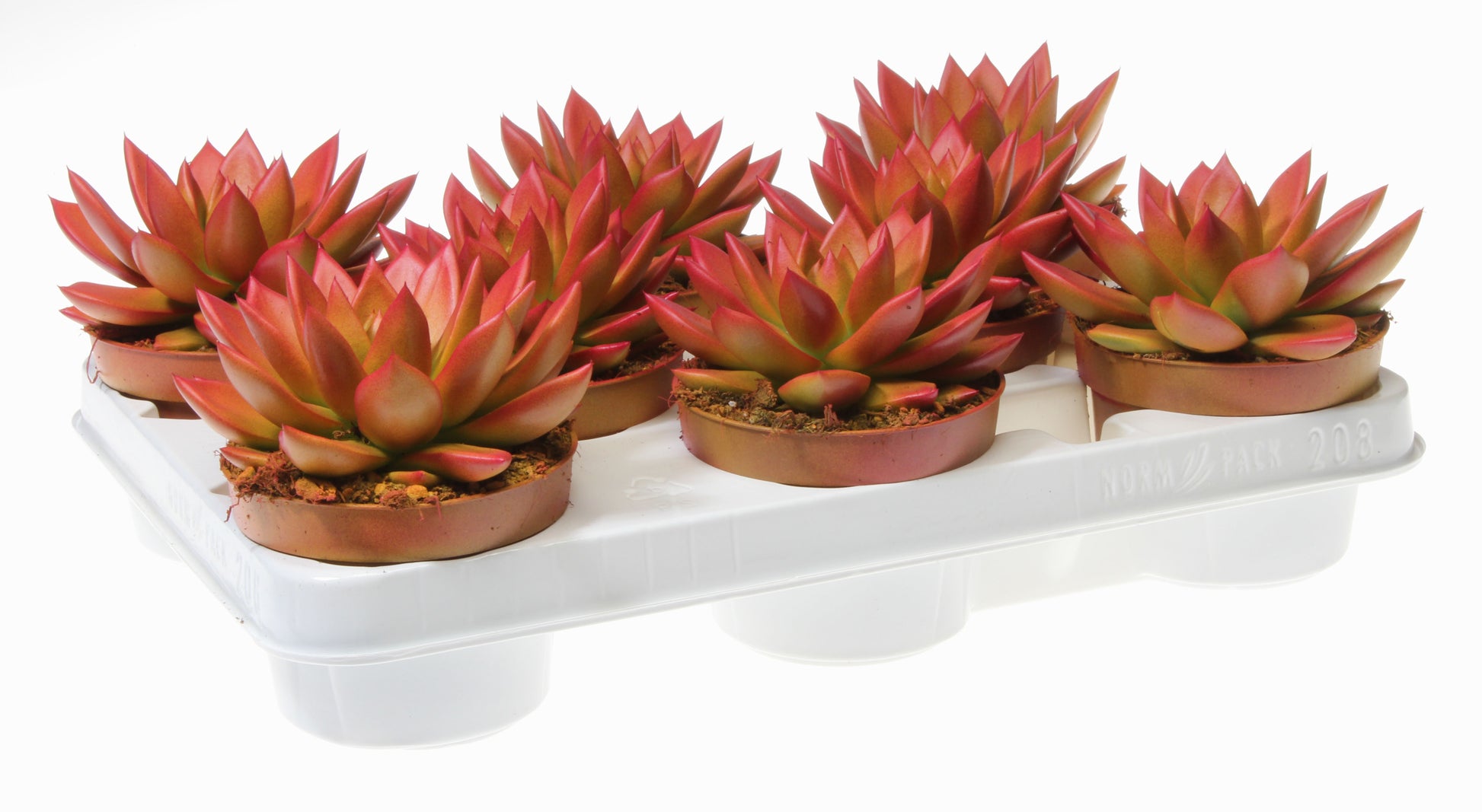 Rainbow zalm 12cm 10.5cm Pot