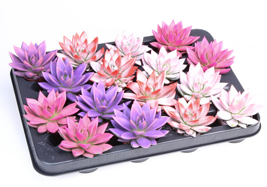 2 Colors love mix 8cm 6cm Pot