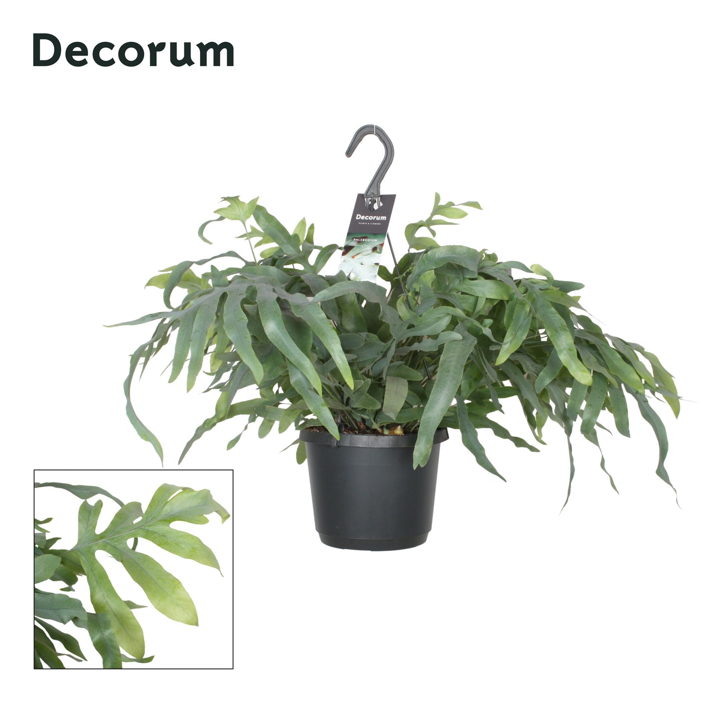 Hillplant BV Phlebodium Blue Star Pack of 6