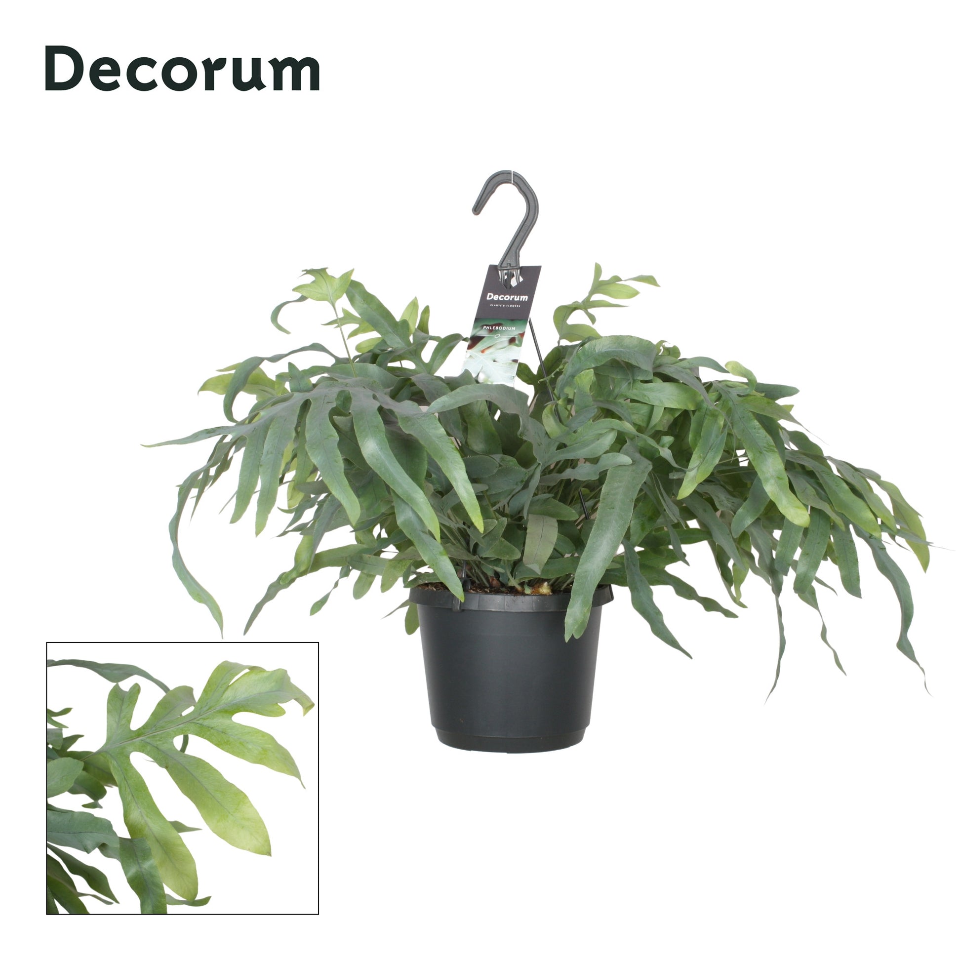 Hillplant BV Phlebodium Blue Star Pack of 6