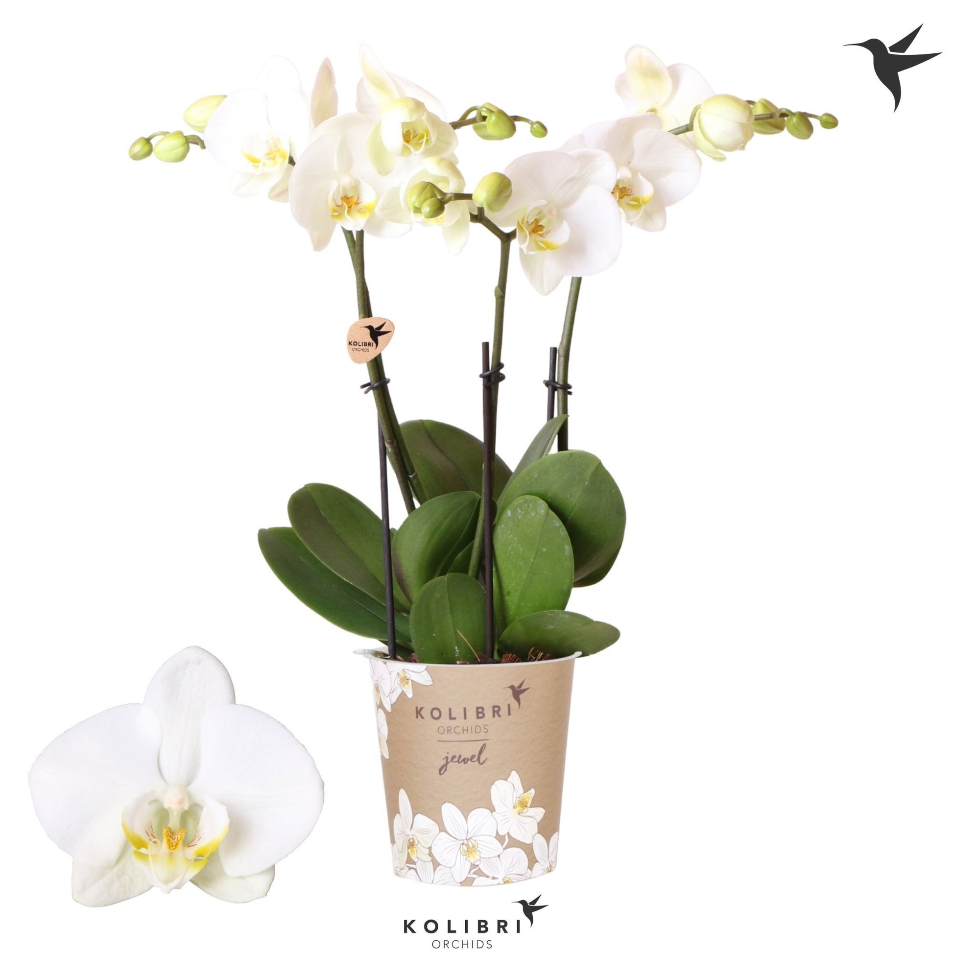 Phalaenopsis Ghent 40cm 12cm Pot