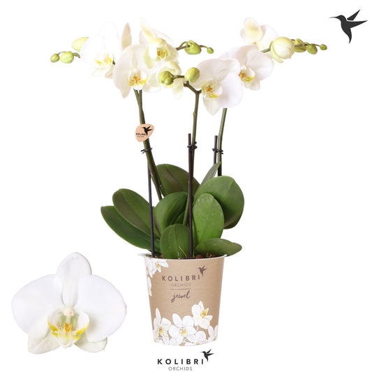 Phalaenopsis Ghent 40cm 12cm Pot