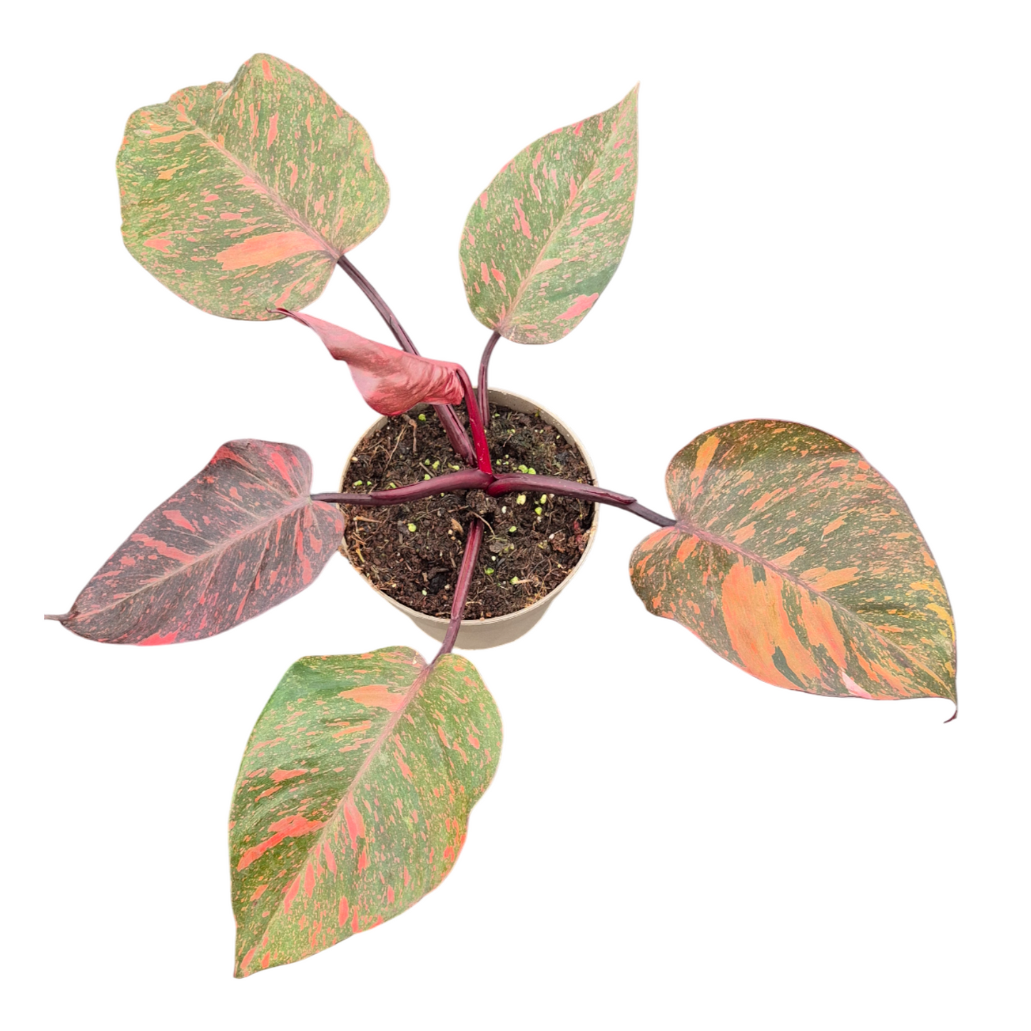 Philodendron scandens 30cm 9cm Pot