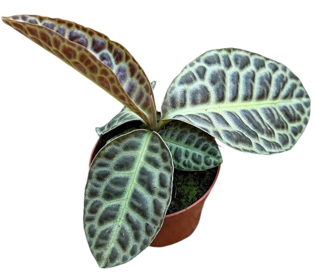 Labisia Turtle Back 12cm 8cm Pot