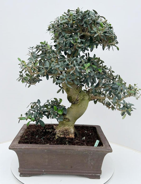 Olea europaea 70cm 42cm Pot