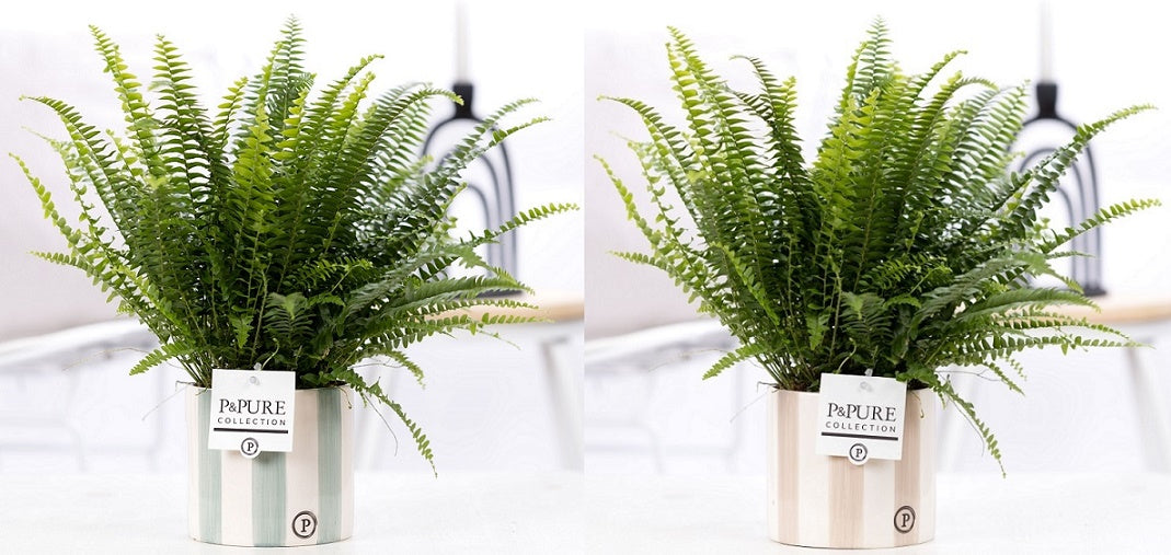 Nephrolepis Green Lady 35cm 12cm Pot