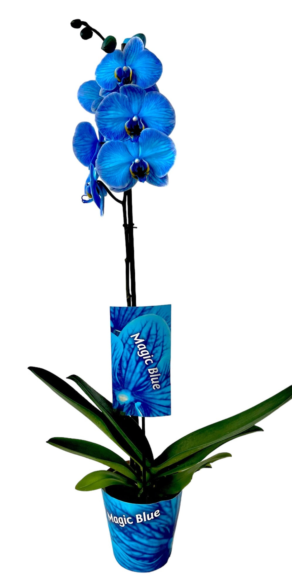 Phalaenopsis Magic Blue 70cm 12cm Pot