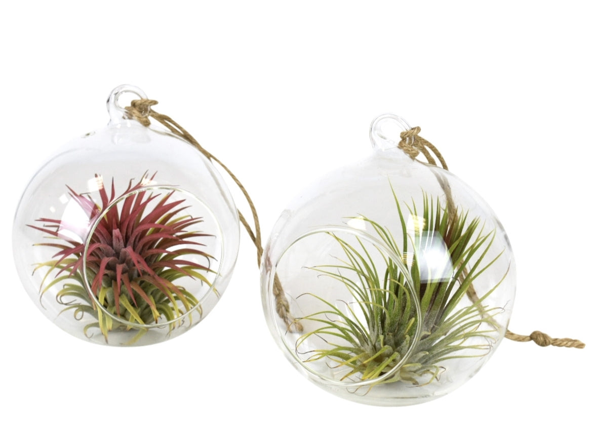 Tillandsia cyanea 13cm 13cm Pot