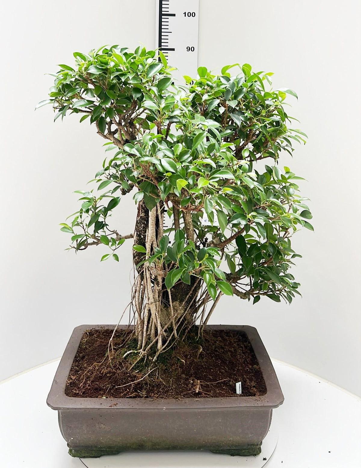 Bonsai Mix 90cm 50cm Pot