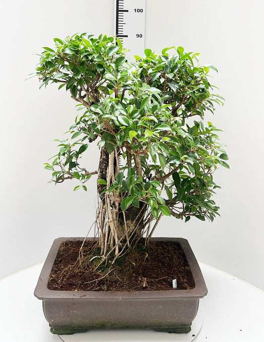 Bonsai Mix 90cm 50cm Pot