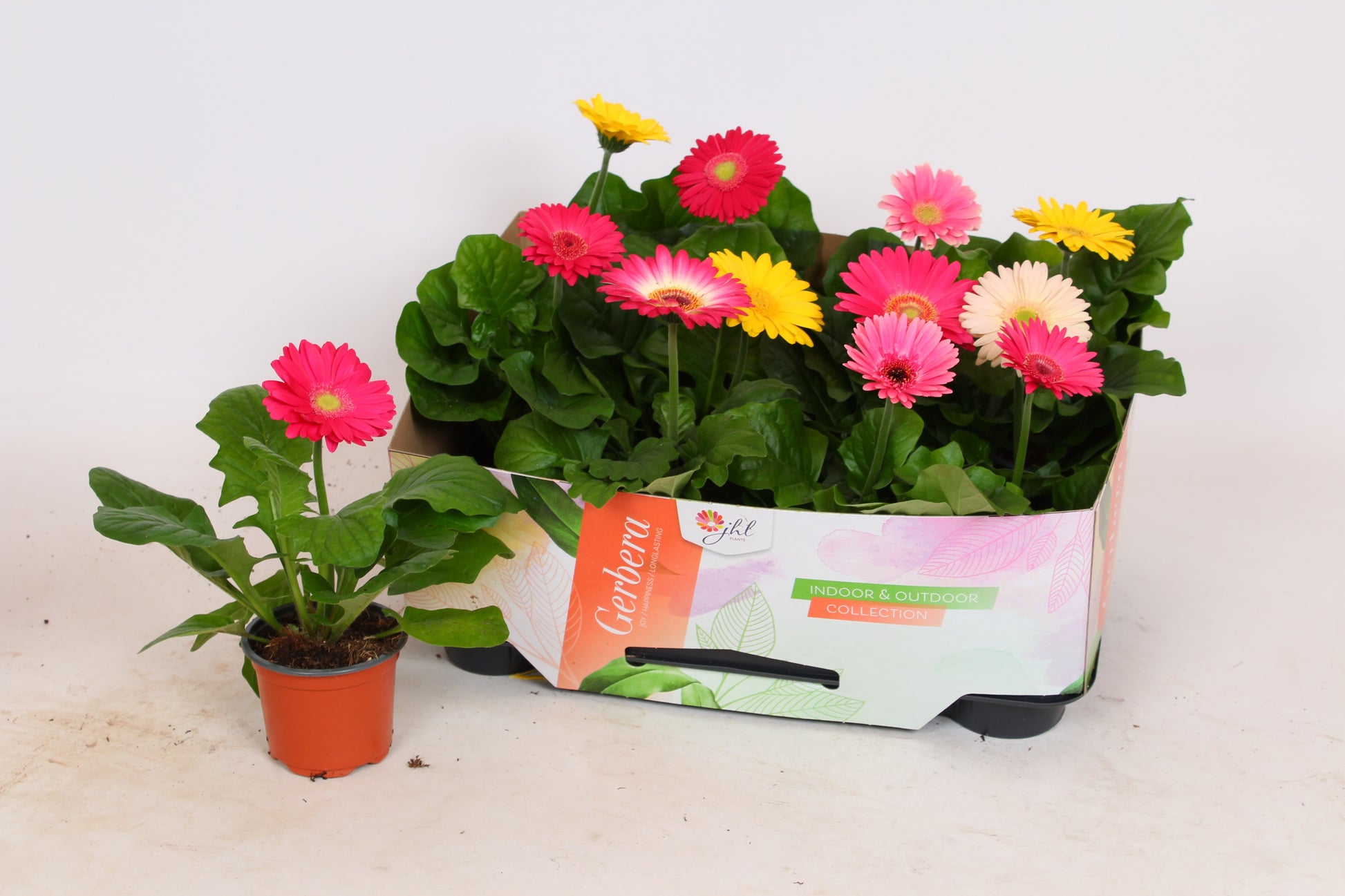 Gerbera Open Air mix 27cm 9cm Pot
