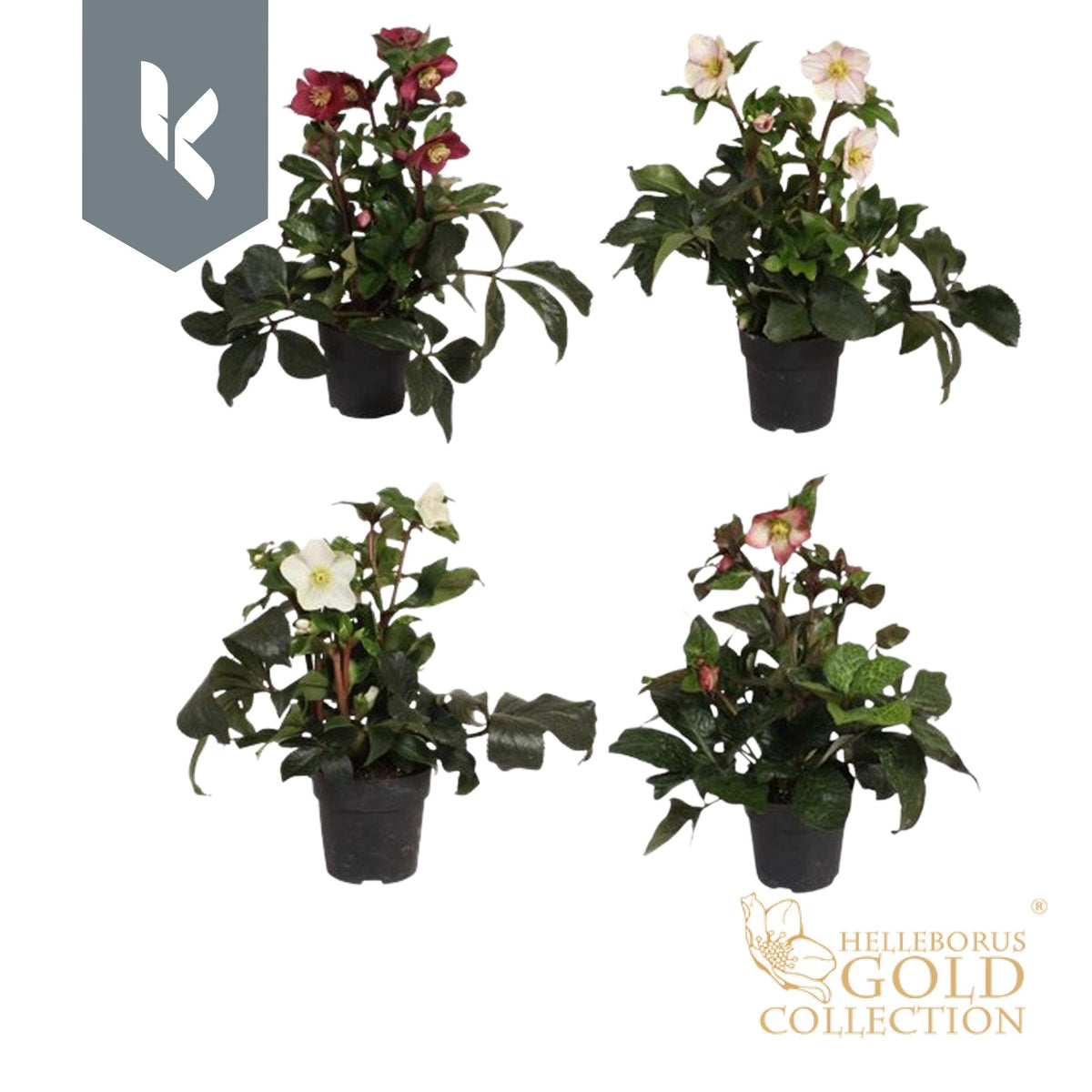 Helleborus Ice N' Roses mix 60cm 15cm Pot