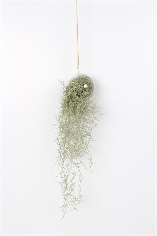 Logico Tillandsia usneoides Pack of 30