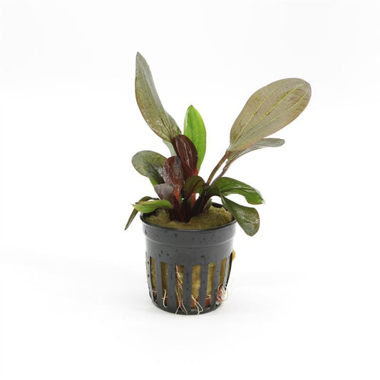 Aquarium plant mix 10cm 5cm Pot